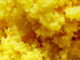 fuligo septica: Gelbe Lohblüte oder auch Hexenbutter genannt, ist weit verbreitet und meist von auffällig gelber Farbe. 